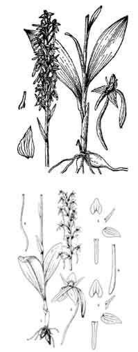 ��Ҷ�ഽ��