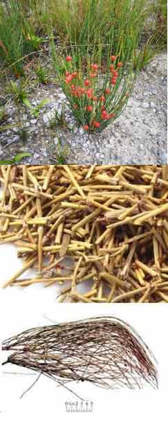 �����ҩ��